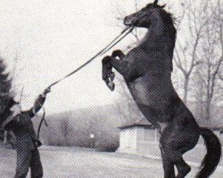 stallion Ilex (Trakehner, 1965, from Anteil)