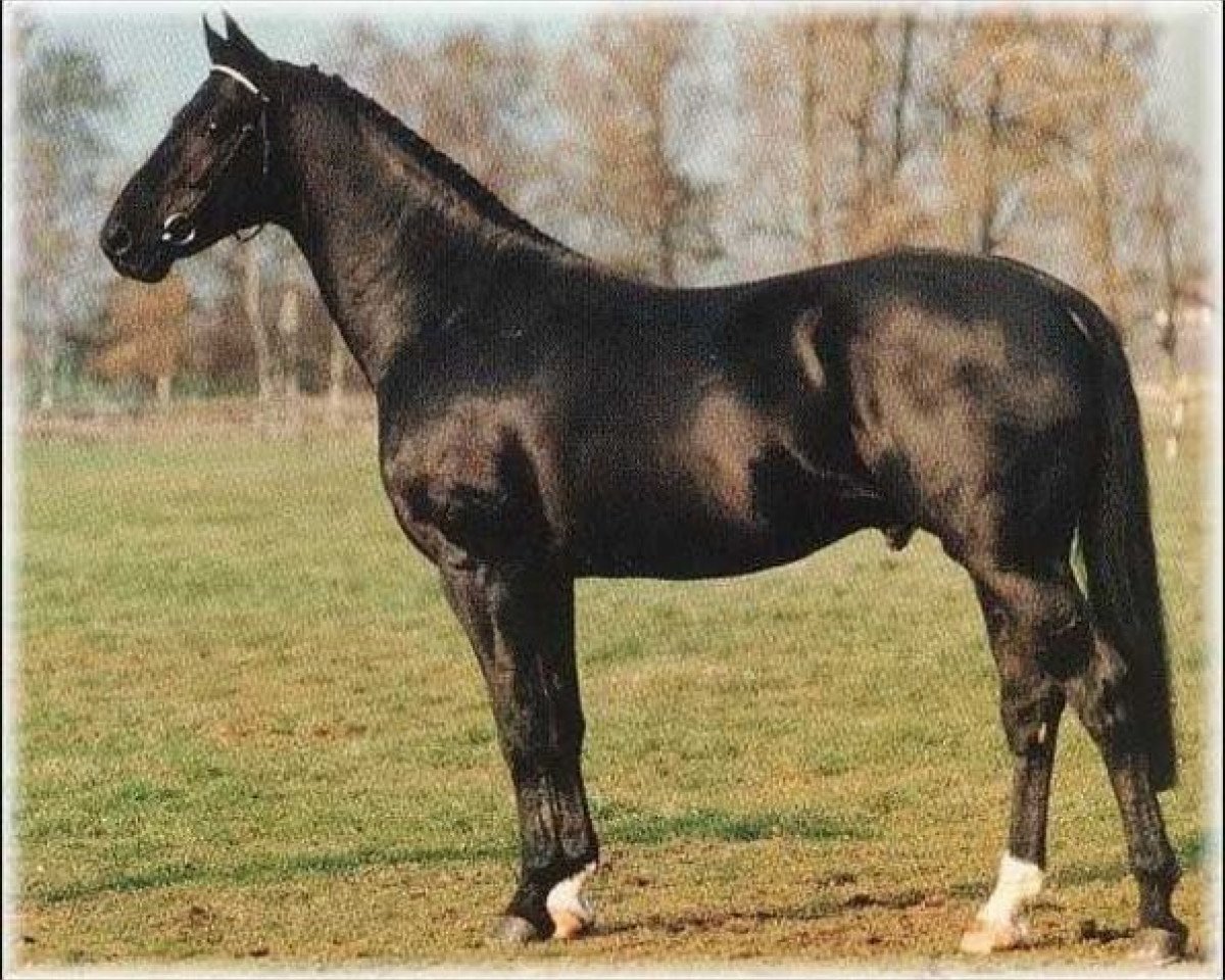 stallion Steinbeck (Swedish Warmblood, 1981, from Alpen Fürst)