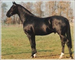 stallion Steinbeck (Swedish Warmblood, 1981, from Alpen Fürst)