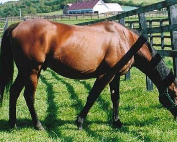 stallion Wassl Touch xx (Thoroughbred, 1983, from Northern Dancer xx)