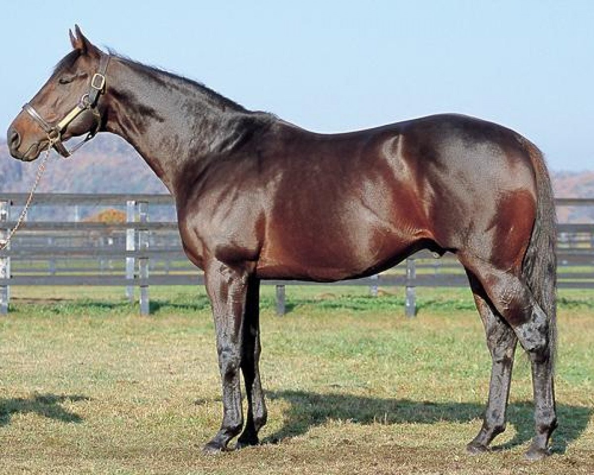 stallion Scan xx (Thoroughbred, 1988, from Mr. Prospector xx)
