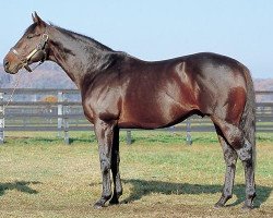 stallion Scan xx (Thoroughbred, 1988, from Mr. Prospector xx)