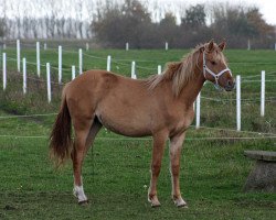 Pferd BestBreed Mustang Sundance (Mustang, 2012, von BestBreed Mustang Stormy)