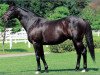 stallion Shaadi xx (Thoroughbred, 1986, from Danzig xx)