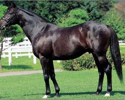 stallion Shaadi xx (Thoroughbred, 1986, from Danzig xx)