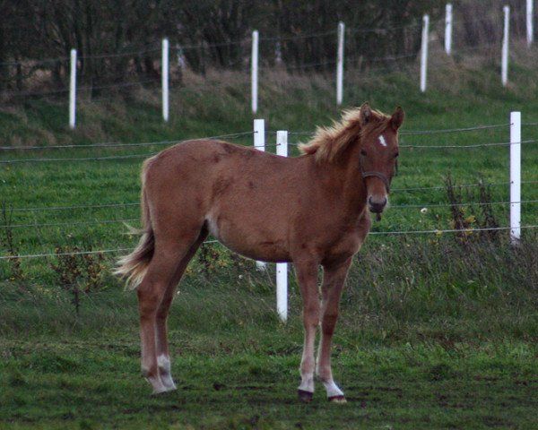 horse BestBreed Mustang Apache (Mustang, 2013, from BestBreed Mustang Stormy)