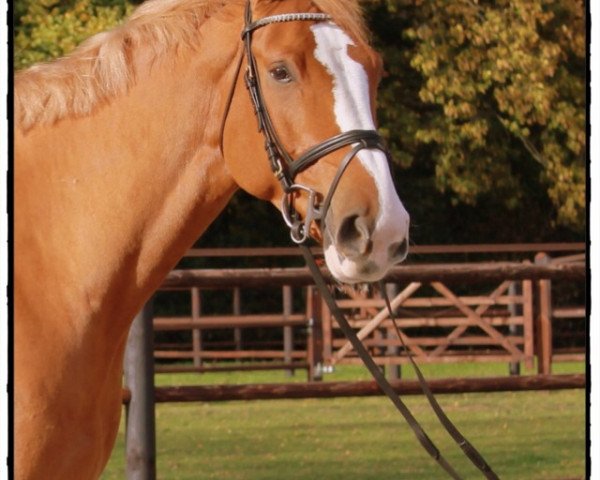 jumper Carljurgen (Westphalian, 2008, from Carlando I)