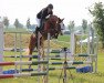 jumper Quentino de Revel (German Sport Horse, 2012, from Quidam's Rubin)