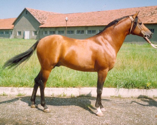 stallion Gordon 1992 ox (Arabian thoroughbred, 1992, from Naftalin 1977 ox)