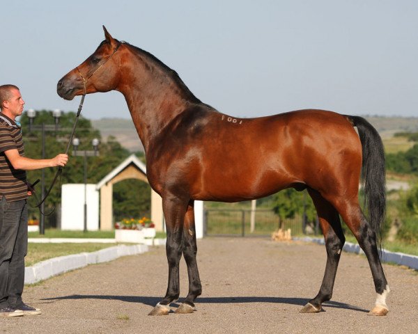 stallion Nitagor 2001 ox (Arabian thoroughbred, 2001, from Gordon 1992 ox)