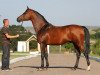 stallion Nitagor 2001 ox (Arabian thoroughbred, 2001, from Gordon 1992 ox)