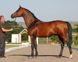 stallion Nitagor 2001 ox (Arabian thoroughbred, 2001, from Gordon 1992 ox)