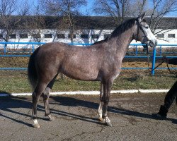 broodmare Pad 2010 ox (Arabian thoroughbred, 2010, from Duglas 1997 ox)