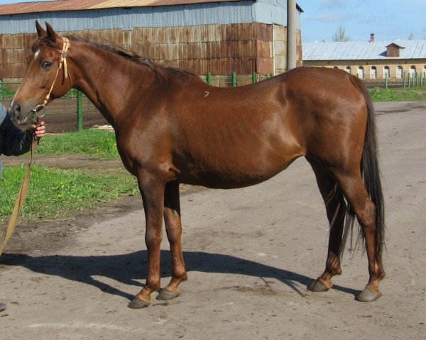 broodmare Poltava 1993 ox (Arabian thoroughbred, 1993, from Anchar 1981 ox)