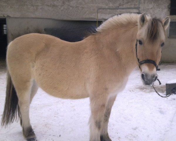 horse Renne (Fjord Horse, 1995, from Rex I-84)