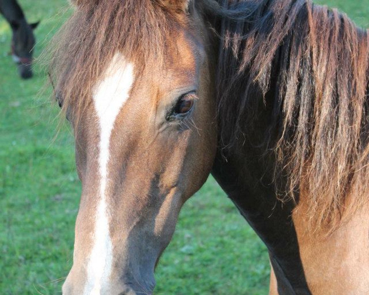 horse Happy Tin Antony (Welsh-Pony (Section B), 1997, from Blue Stone Solo)