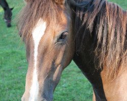 Pferd Happy Tin Antony (Welsh Pony (Sek.B), 1997, von Blue Stone Solo)