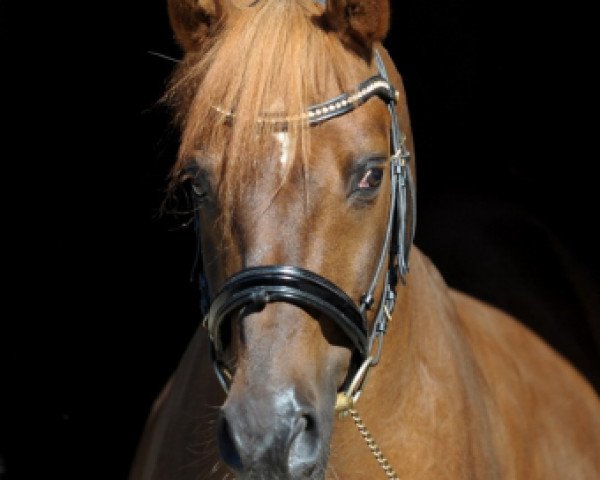 stallion Kelts de Angelo (German Riding Pony, 1994, from De Merel´s Demis)