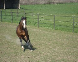 Pferd Hyggebos Ra Zhou (Dänisches Warmblut, 1994, von Royal Z I)