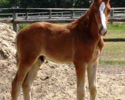 dressage horse Scarpato (Hanoverian, 2013, from Scolari)