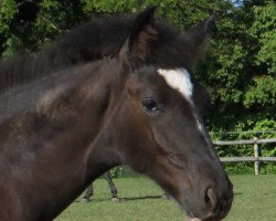 broodmare Fiorina (Hanoverian, 2013, from Fiorano)