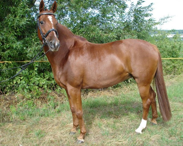 broodmare Lucy Lou (Hanoverian, 2002, from Londonderry)