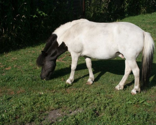 horse Valentino (Dt.Part-bred Shetland pony, 2006, from Valko vom Rosengarten)