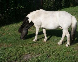 Pferd Valentino (Dt.Part-bred Shetland Pony, 2006, von Valko vom Rosengarten)