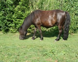 horse Dandy v.d Buitenweg (Shetland Pony, 2010, from Tres bien v. Stal Wilcas)