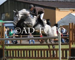 jumper Stakkato's Boy 2 (Hanoverian, 2005, from Stakkato)