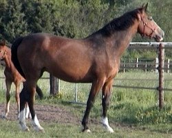 broodmare Violet (Holsteiner, 1998, from Cassini I)