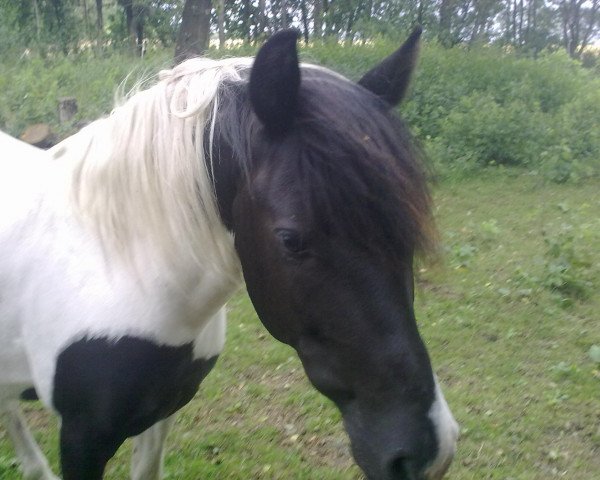 horse Otschie (Lewitzer, 2001, from Ontario II)