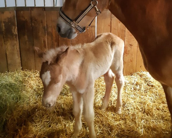 horse Sterling (Haflinger, 2022, from Stavarin)