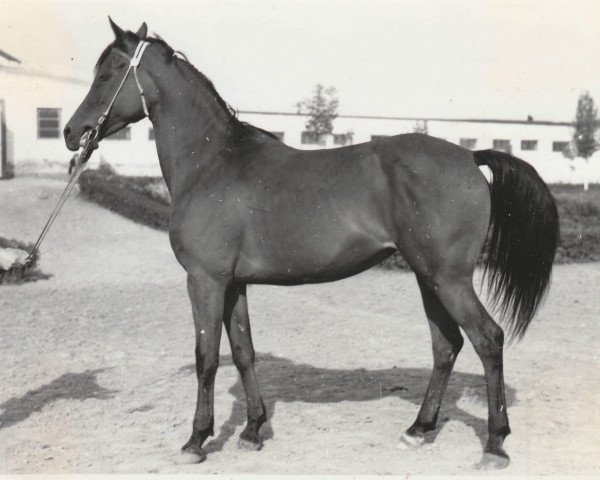 broodmare Sheema 1968 ox (Arabian thoroughbred, 1968, from Ibn Ghorra 1939 ox)