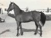 broodmare Sheema 1968 ox (Arabian thoroughbred, 1968, from Ibn Ghorra 1939 ox)