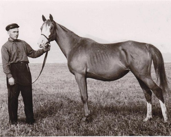broodmare Knopka 1950 ox (Arabian thoroughbred, 1950, from Korej 1939 ox)