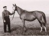 broodmare Knopka 1950 ox (Arabian thoroughbred, 1950, from Korej 1939 ox)