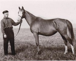 Zuchtstute Knopka 1950 ox (Vollblutaraber, 1950, von Korej 1939 ox)