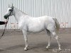 broodmare Dikusha 1985 ox (Arabian thoroughbred, 1985, from Mascat 1976 ox)