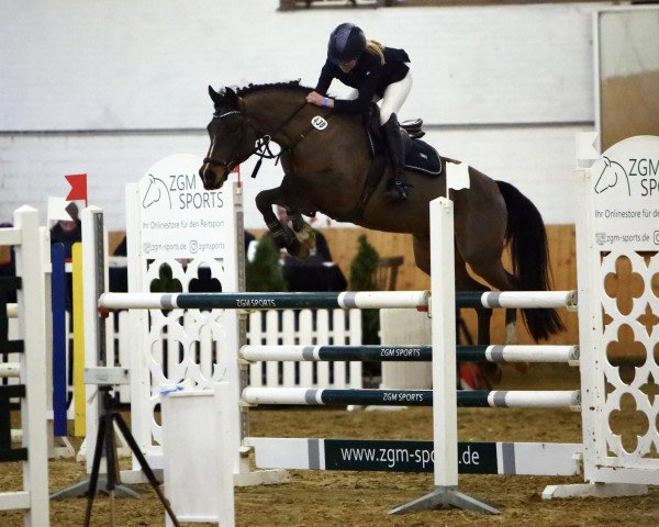 jumper Nilson L (German Riding Pony, 2006, from Nibelungenheld)