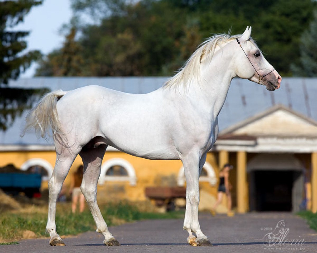 stallion Duglas 1997 ox (Arabian purebred, 1997, from Gepard 1984 ox)