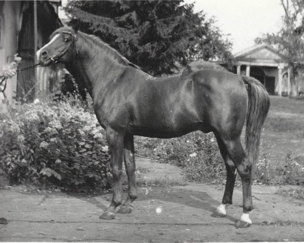 Deckhengst Mustang 1974 ox (Vollblutaraber, 1974, von Nabeg 1966 ox)