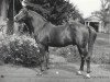 stallion Mustang 1974 ox (Arabian thoroughbred, 1974, from Nabeg 1966 ox)