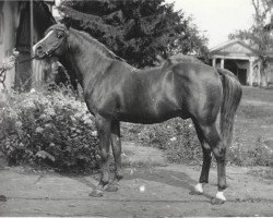 Deckhengst Mustang 1974 ox (Vollblutaraber, 1974, von Nabeg 1966 ox)