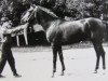 broodmare Panorama 1988 ox (Arabian thoroughbred, 1988, from Mustang 1974 ox)