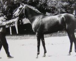 broodmare Panorama 1988 ox (Arabian thoroughbred, 1988, from Mustang 1974 ox)