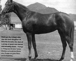 broodmare Podruga ox (Arabian thoroughbred, 1951, from Priboj 1944 ox)