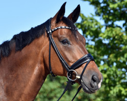 dressage horse Star Dust 3 (Oldenburg, 2010, from Stedinger)