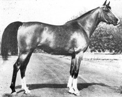 broodmare Palba 1861 ox (Arabian thoroughbred, 1961, from Arax 1952 ox)