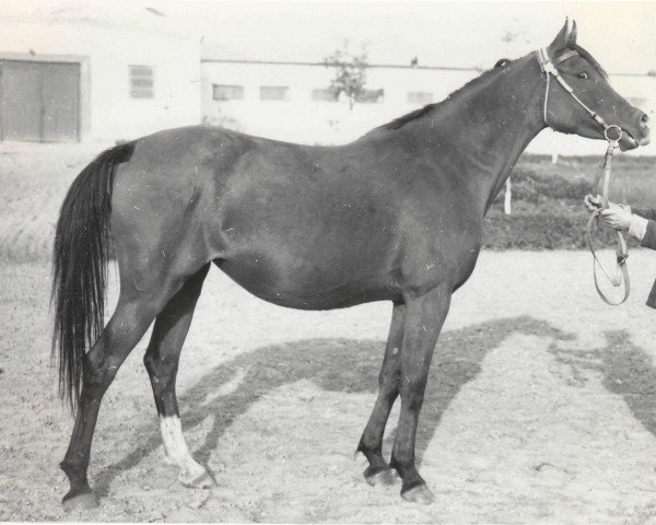 broodmare Pliaska 1969 ox (Arabian thoroughbred, 1969, from Lak 1960 ox)